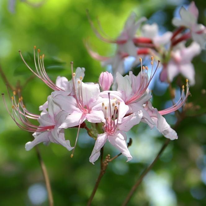 Rhododendron Camilla's Blush bush, vibrant pink blooms and lush green foliage, from GoBuyPlants® in a garden setting.