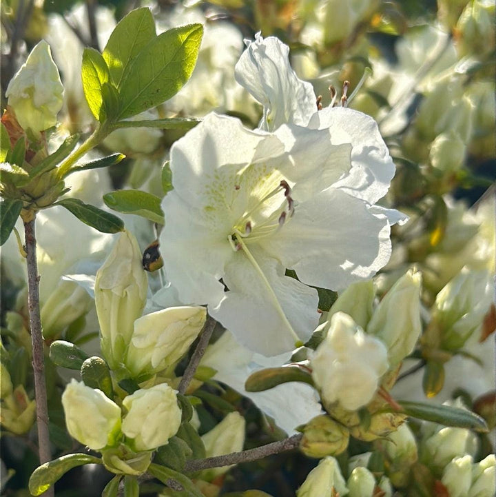 White Azalea Pleasant bush by GoBuyPlants®, showcasing lush white blossoms and vibrant green foliage.
