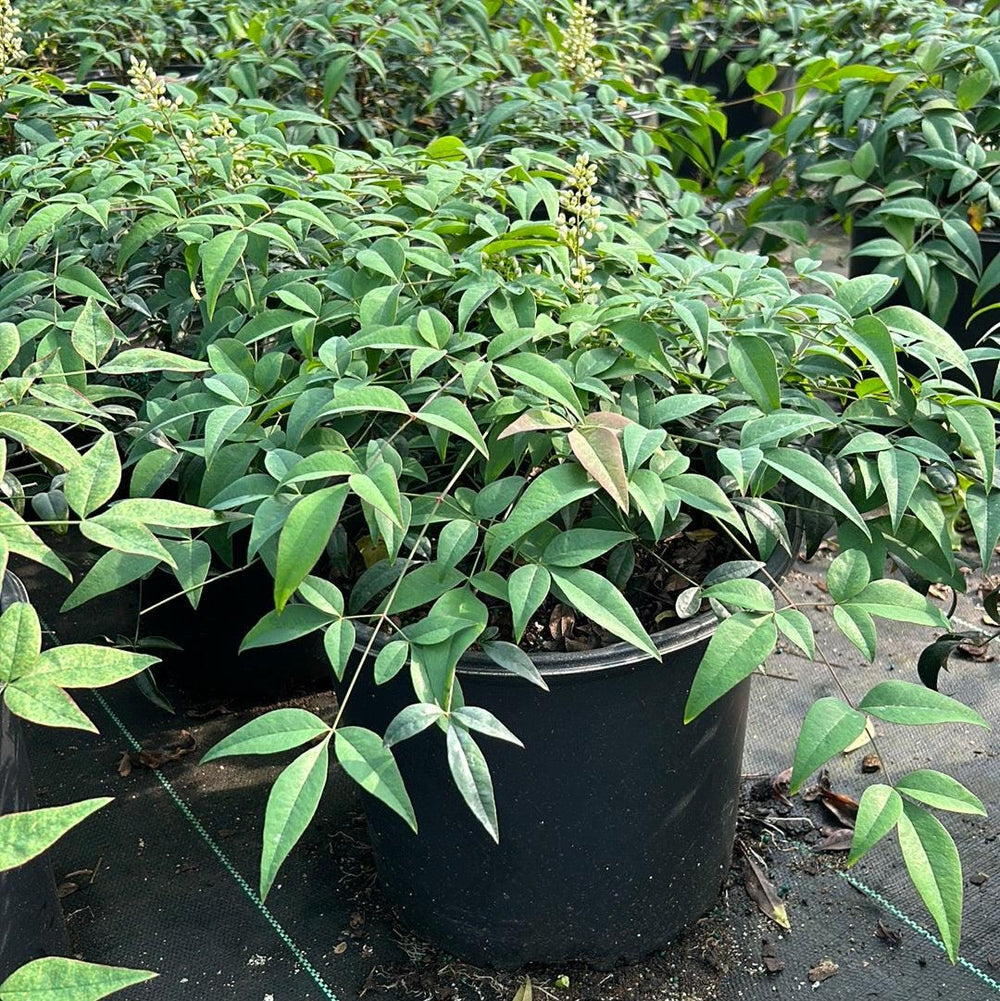 Nandina Harbor Belle™ shrub by GoBuyPlants® with lush green foliage and red-tinted leaves, ideal for landscaping and garden accent.