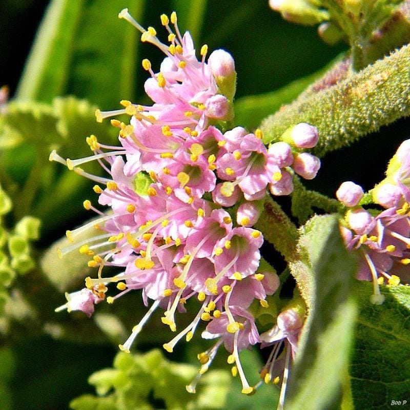GoBuyPlants® Callicarpa americana bush featuring vibrant purple berries and green foliage in a garden setting.
