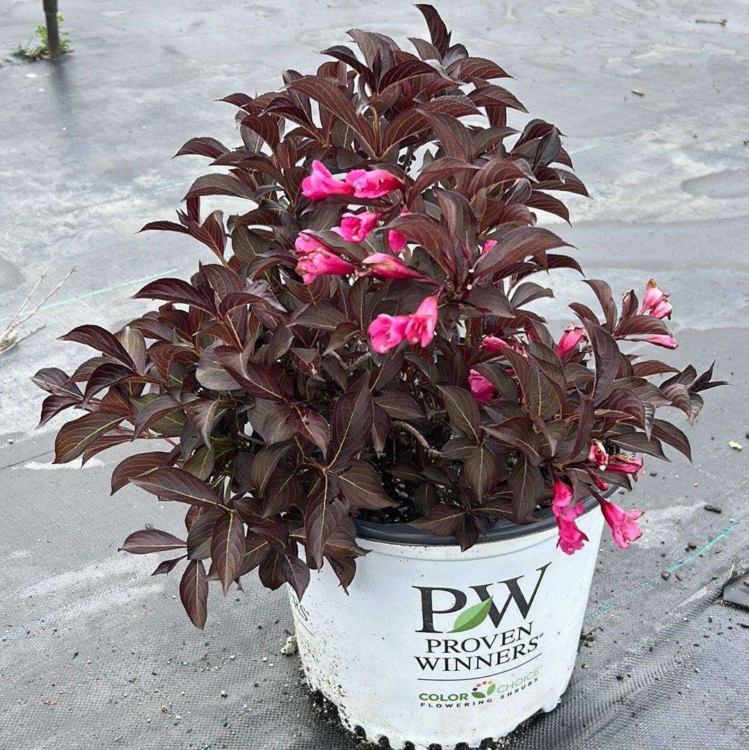 Weigela Wine &amp; Roses® bush with vibrant pink and red flowers, lush green foliage, decorative garden shrub, from GoBuyPlants®.