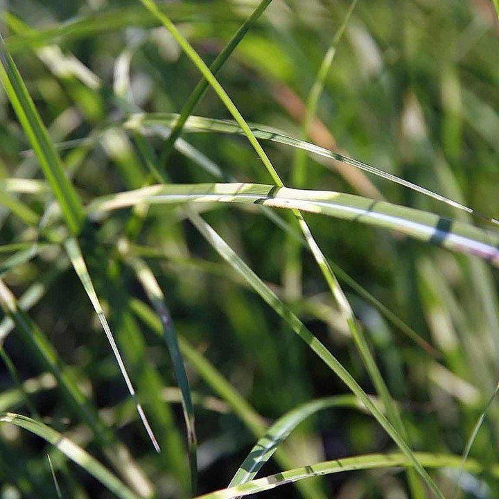 Miscanthus Little Zebra