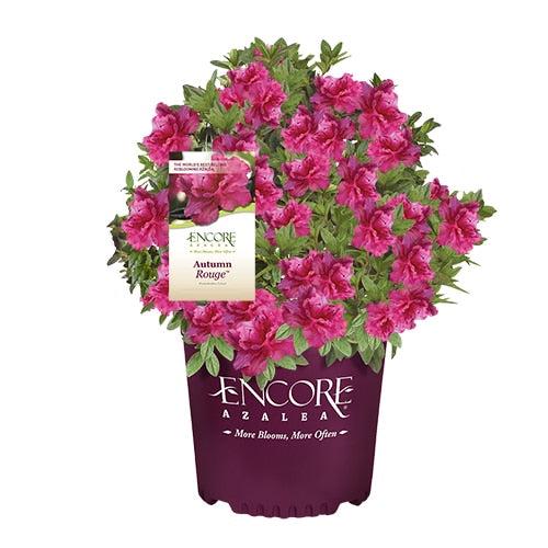 Azalea Encore Autumn Rouge bush by GoBuyPlants®, showing vibrant red-orange foliage and lush green leaves.