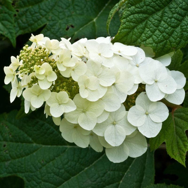 Hydrangea q. Alice bush from GoBuyPlants®, showcasing vibrant white blooms and lush green foliage in a garden setting.