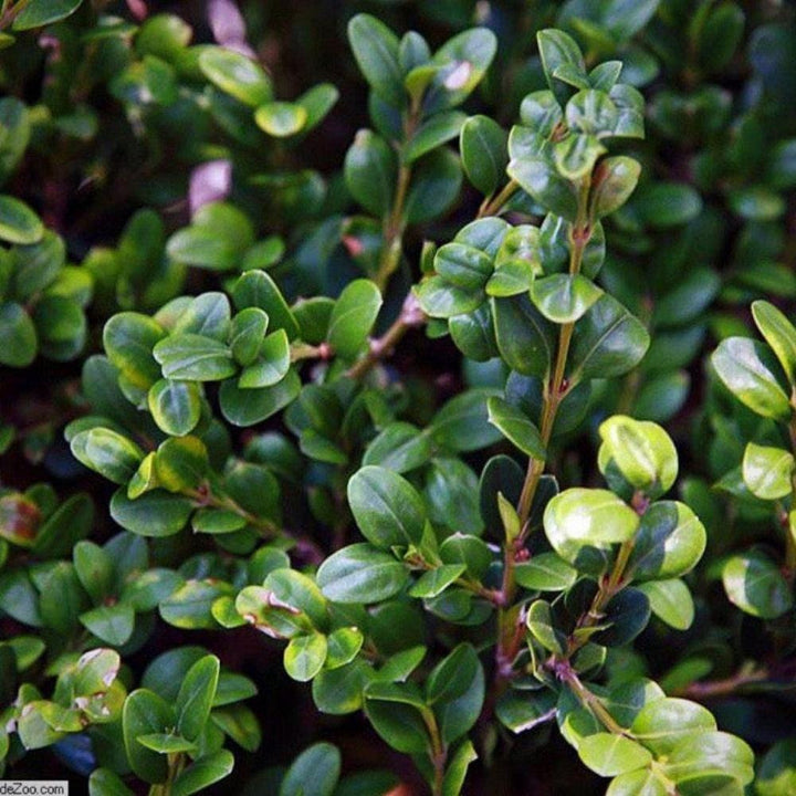 GoBuyPlants® Buxus Winter Gem bush, lush green evergreen shrub for landscaping and decorative garden use.