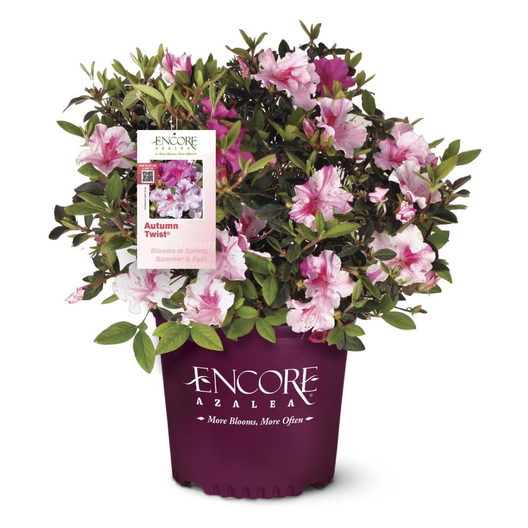 Azalea Encore® Autumn Twist® bush with vibrant fall foliage, lush green leaves, and colorful autumn hues.