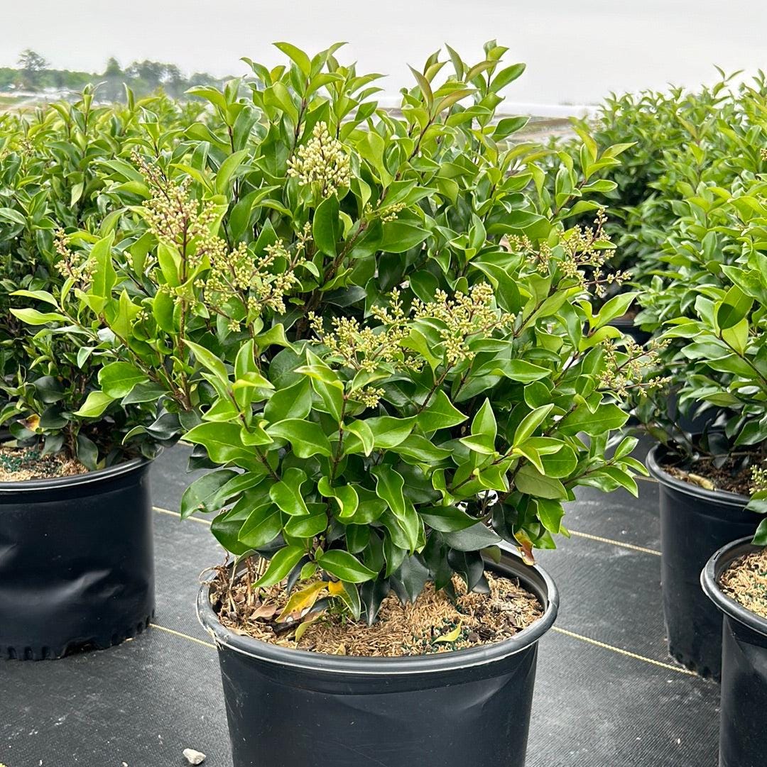 Ligustrum japonicum &amp;
