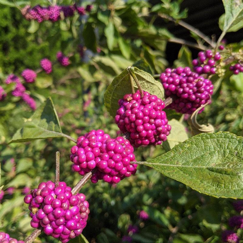 GoBuyPlants® Callicarpa americana bush with vibrant purple berries and green foliage, showcasing its lush, flowering shrub appearance.
