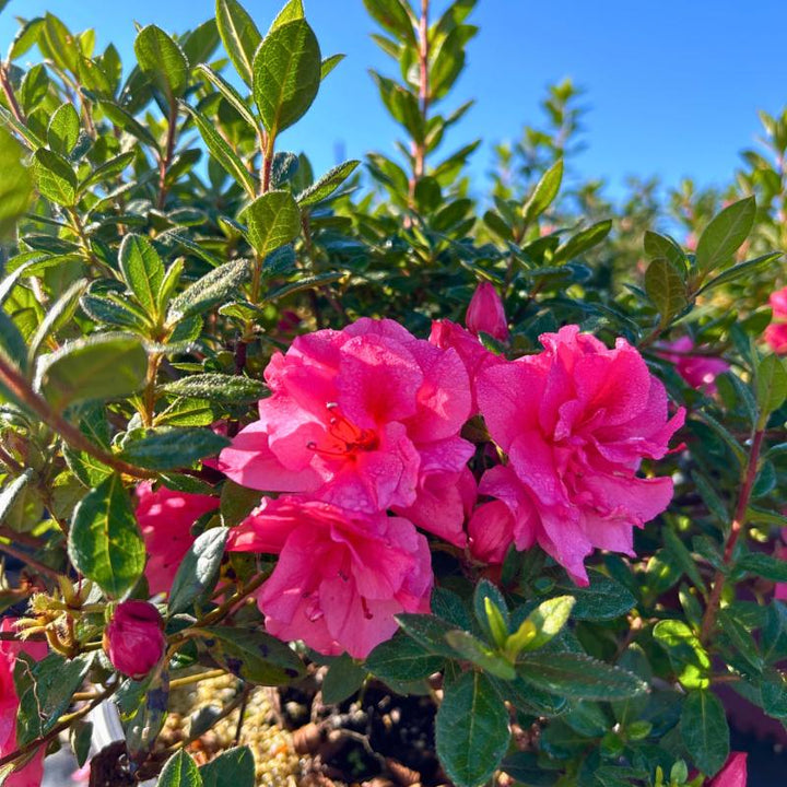 Azalea Encore Autumn Rouge bush with vibrant red and orange foliage, part of GoBuyPlants® Bushes &amp; Trees collection.
