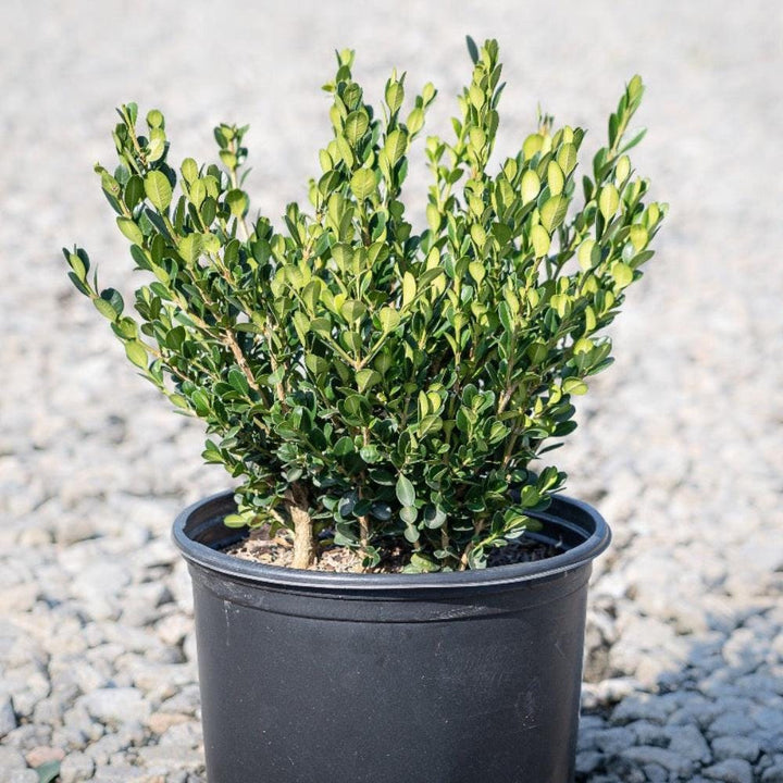GoBuyPlants® Buxus Winter Gem bush, lush green evergreen shrub ideal for hedges or decorative garden accents.