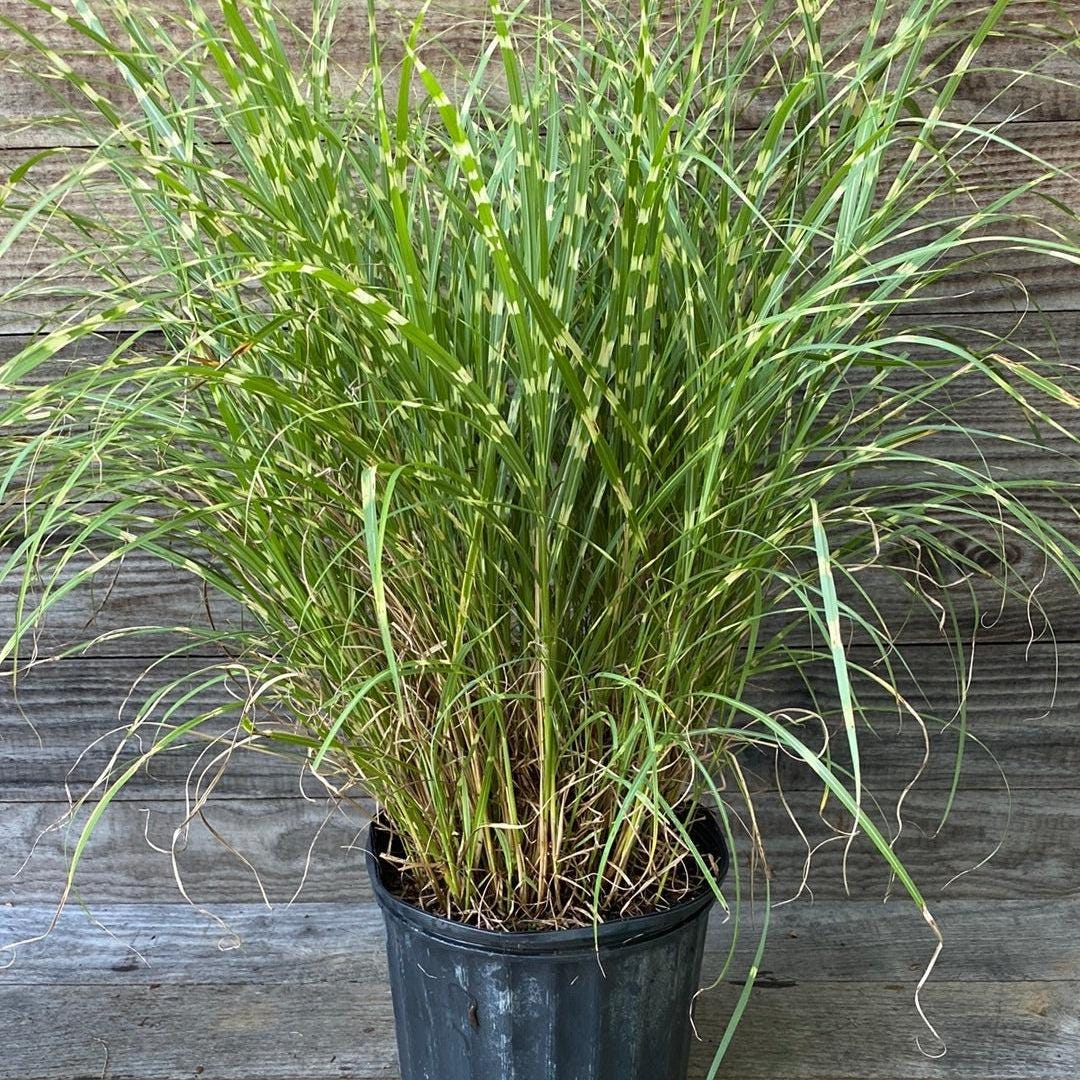GoBuyPlants® Miscanthus Little Zebra bush with striped foliage, tall grass-like ornamental plant, lush green and white striped leaves