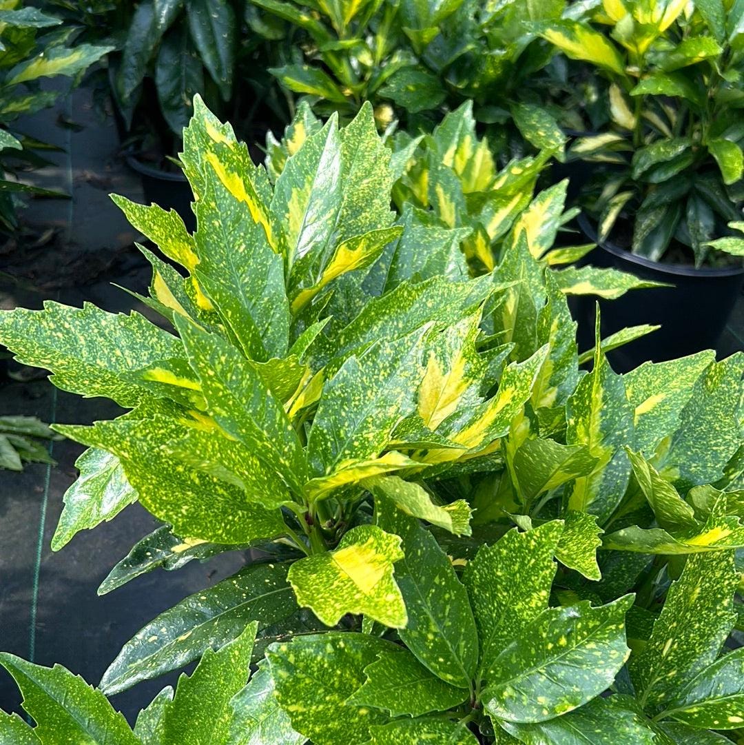 Aucuba Picturata bush with green leaves and yellow variegation, showcased by GoBuyPlants®, ideal for decorative garden landscaping.
