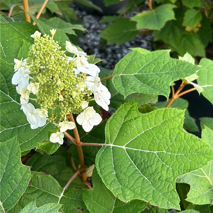 Hydrangea q. Alice shrub from GoBuyPlants® with lush green leaves and vibrant white flowers, suitable for garden landscaping.