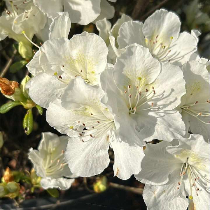 White Azalea Pleasant Bush from GoBuyPlants®, showcasing lush white blooms and green foliage in a healthy outdoor plant.