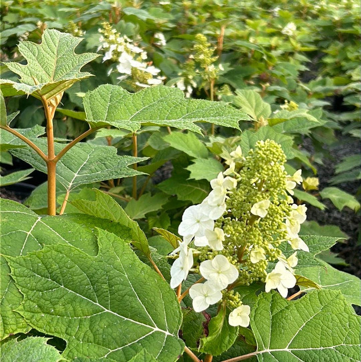 Hydrangea &