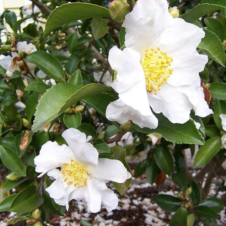 GoBuyPlants® Camellia Setsugekka bush with lush green leaves and white blossoms, a beautiful flowering shrub.