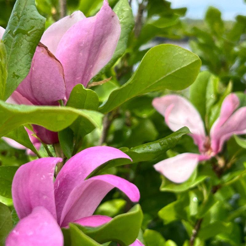 Magnolia Ann bush from GoBuyPlants® with lush green foliage and white blossoms, ideal for landscaping and decorative gardening.