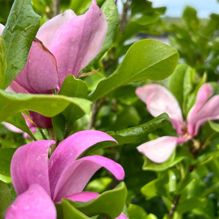 Magnolia Ann bush from GoBuyPlants® with lush green foliage and white blossoms, ideal for landscaping and decorative gardening.