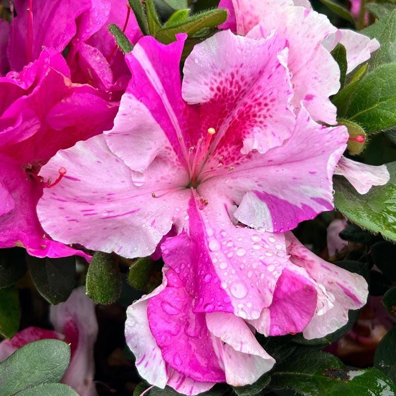 Azalea Encore® Autumn Twist® bush with vibrant autumn foliage, part of GoBuyPlants® collection of flowering bushes and trees.