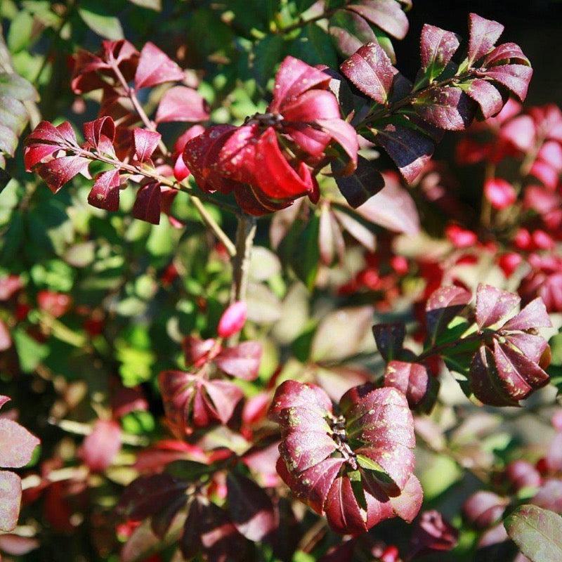 Euonymus a. Compactus bush from GoBuyPlants® with dense green foliage, suitable for landscaping and garden decoration.