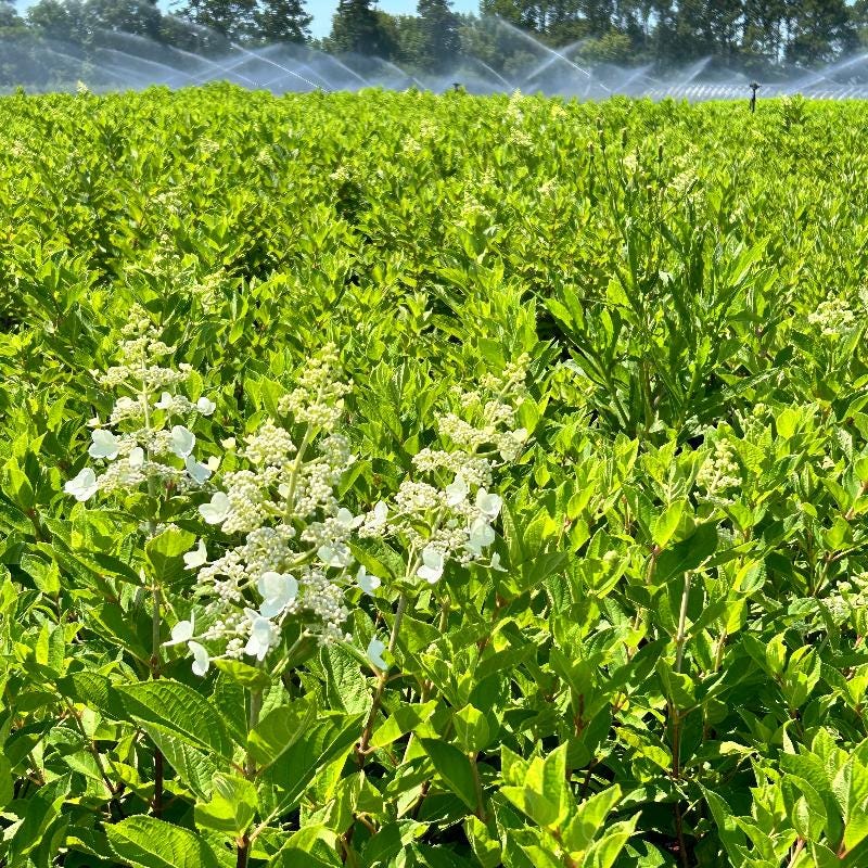 Hydrangea p. Tardiva bush from GoBuyPlants® with large white flower clusters and lush green foliage.
