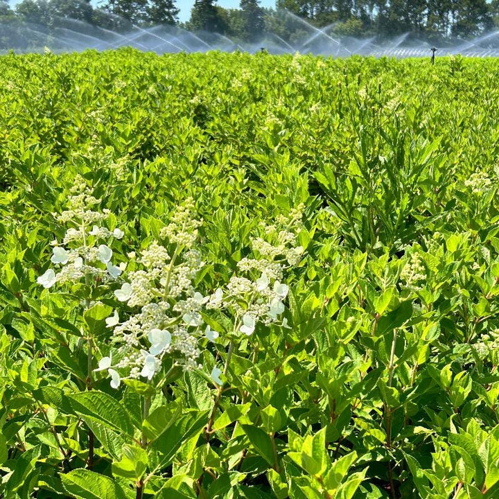 Hydrangea p. Tardiva bush from GoBuyPlants® with large white flower clusters and lush green foliage.