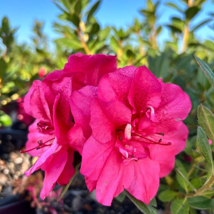 Azalea Encore Autumn Rouge bush by GoBuyPlants, showing vibrant red autumn foliage and lush green leaves.