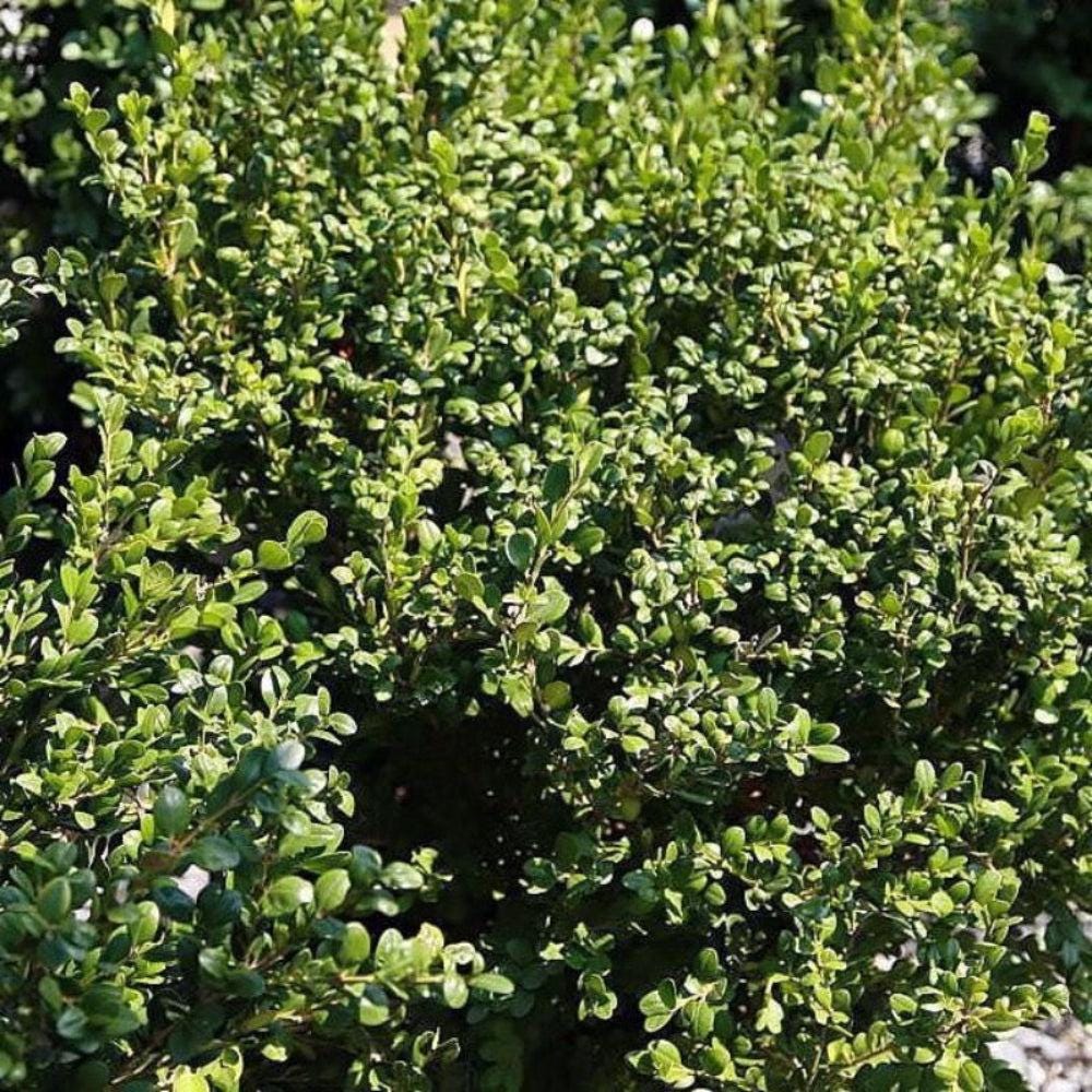 Buxus Winter Gem bush, a dense evergreen shrub from GoBuyPlants® with lush green foliage in a garden setting.