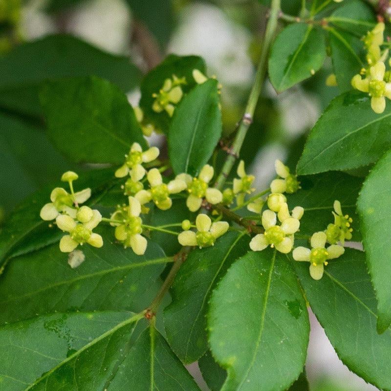 Euonymus a. Compactus bush from GoBuyPlants® showing dense green foliage, ideal for landscaping and decorative garden use.