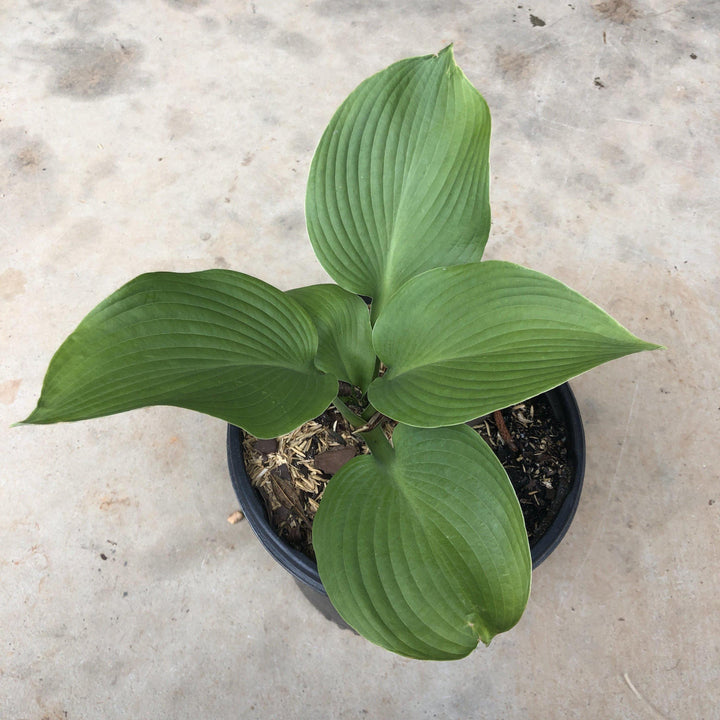 Blue Angel Hosta bush from GoBuyPlants®, lush green foliage with variegated blue and white leaves, ideal for shaded garden areas.