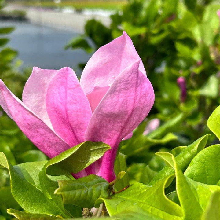 Magnolia Ann bush from GoBuyPlants® with glossy green leaves and white magnolia flowers, healthy and vibrant.
