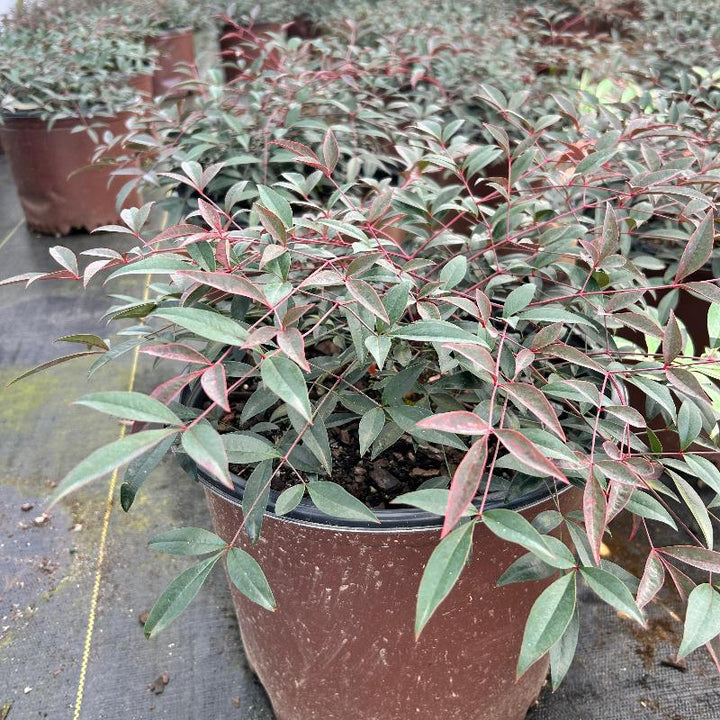 Nandina Flirt™ bush, a vibrant evergreen shrub with colorful foliage, from GoBuyPlants® in a garden setting