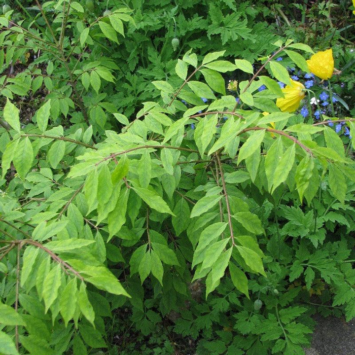 Euonymus a. Compactus bush by GoBuyPlants® showing dense green foliage and compact shrub form.