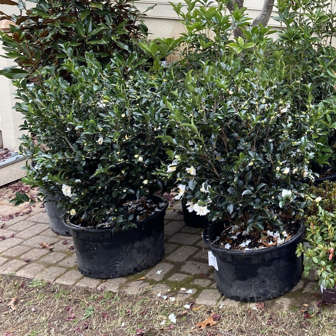 GoBuyPlants® Camellia Setsugekka bush with lush green leaves and white blossoms, showcasing a healthy flowering shrub.