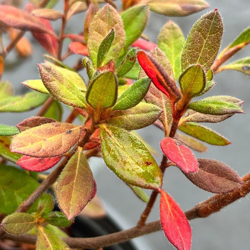 Azalea Encore Autumn Rouge bush, vibrant red flowering shrub from GoBuyPlants® in a garden setting.