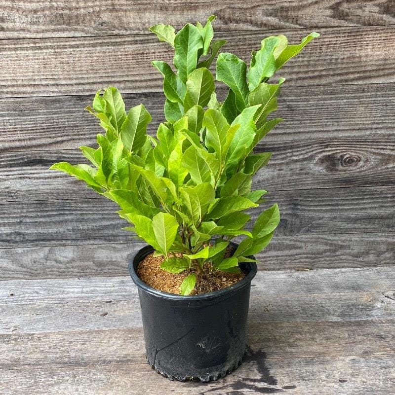 Magnolia Ann bush from GoBuyPlants®, showcasing lush green leaves and white flowering blooms on a healthy shrub.