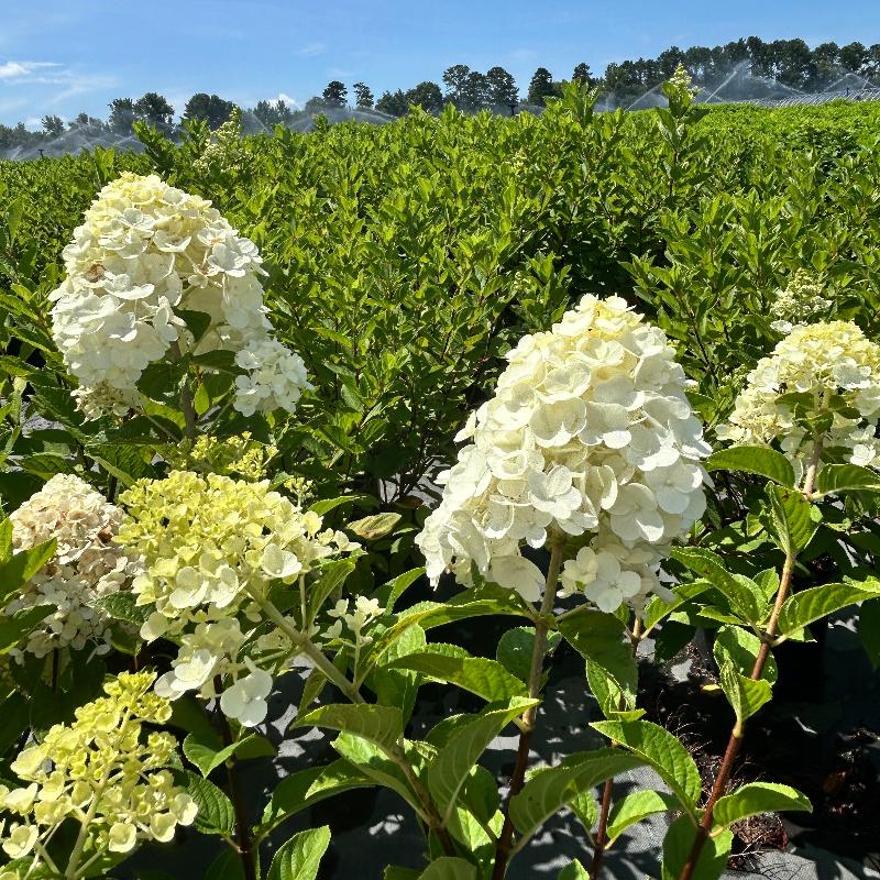 Hydrangea p. Tardiva bush with large white flower clusters and green foliage, from GoBuyPlants® in a garden setting.