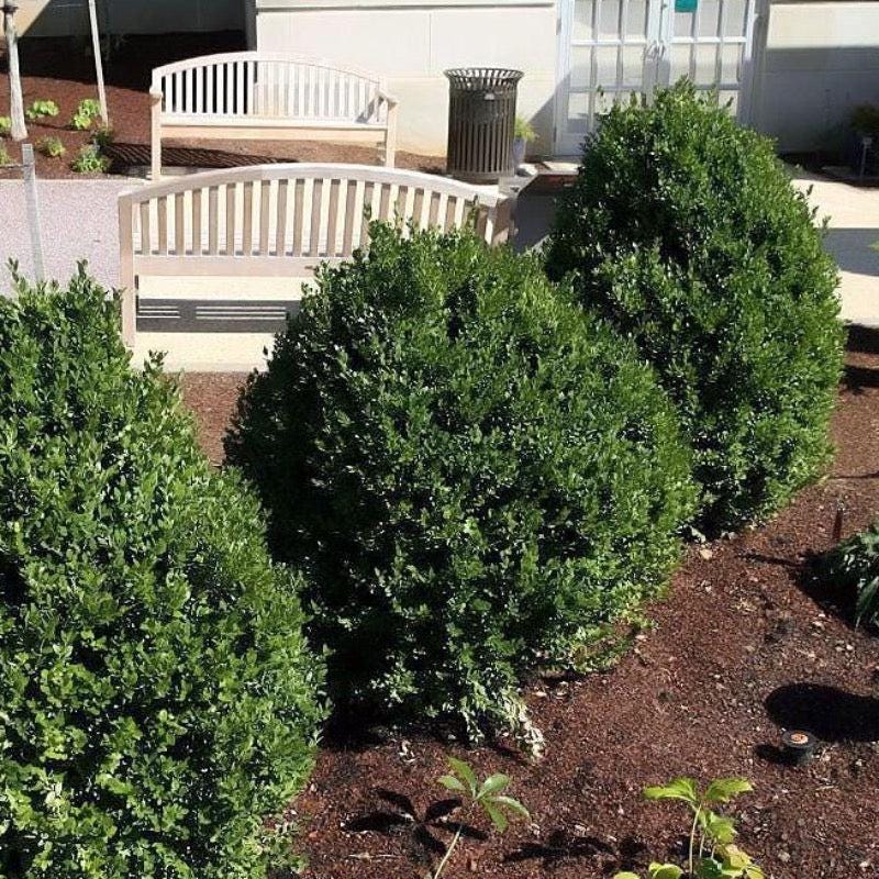 Green Mountain Buxus bush from GoBuyPlants® showing lush, dense green foliage suitable for hedges and landscaping.