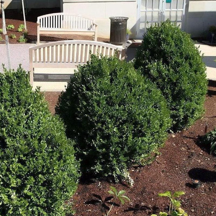 Green Mountain Buxus bush from GoBuyPlants® showing lush, dense green foliage suitable for hedges and landscaping.