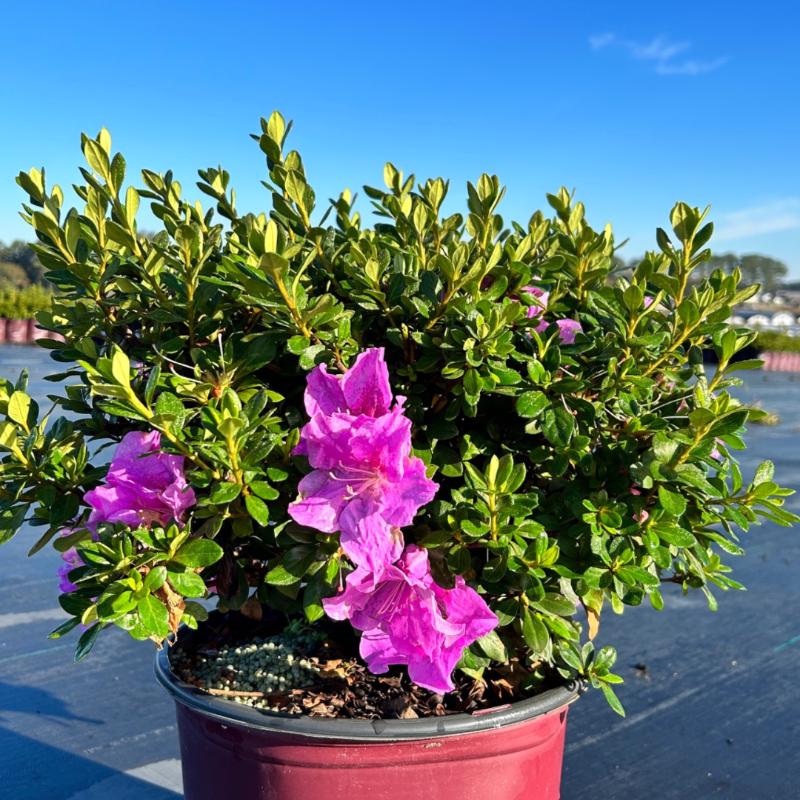 Azalea Encore Autumn Lilac shrub by GoBuyPlants, showing vibrant purple blossoms on lush green foliage.