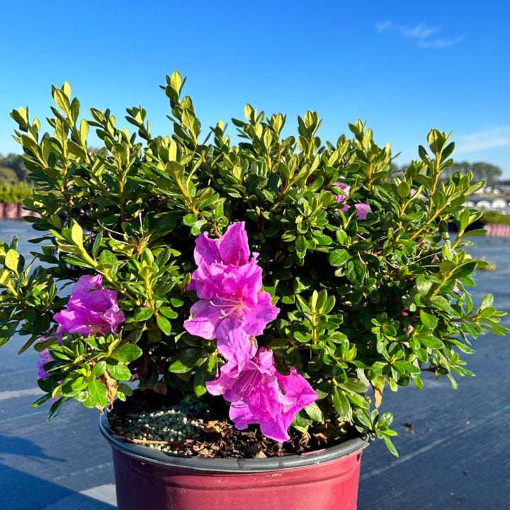 Azalea Encore Autumn Lilac shrub by GoBuyPlants, showing vibrant purple blossoms on lush green foliage.
