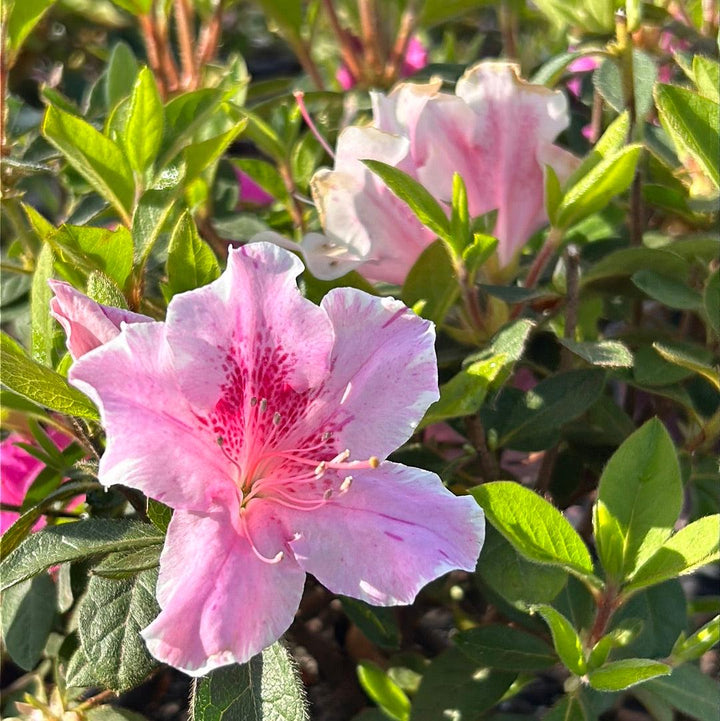 Azalea Encore Autumn Twist bush by GoBuyPlants, showing vibrant autumn foliage and lush green leaves in a garden setting.