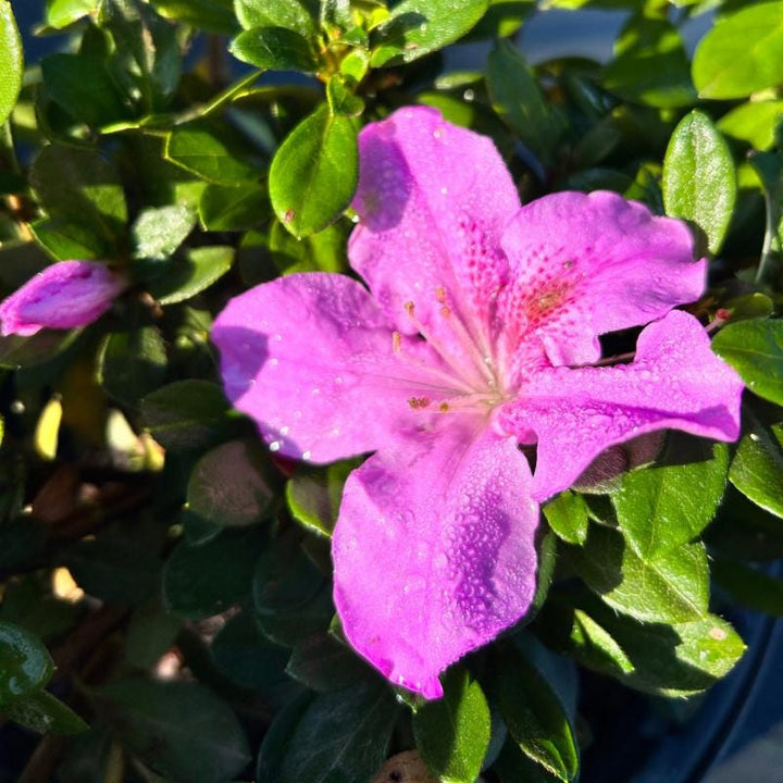 Azalea Encore Autumn Lilac bush by GoBuyPlants, showcasing vibrant autumn foliage and lush green leaves.
