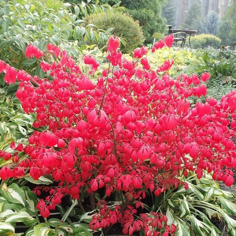 Euonymus a. Compactus bush, a dense green shrub from GoBuyPlants®, ideal for landscaping and garden decoration.
