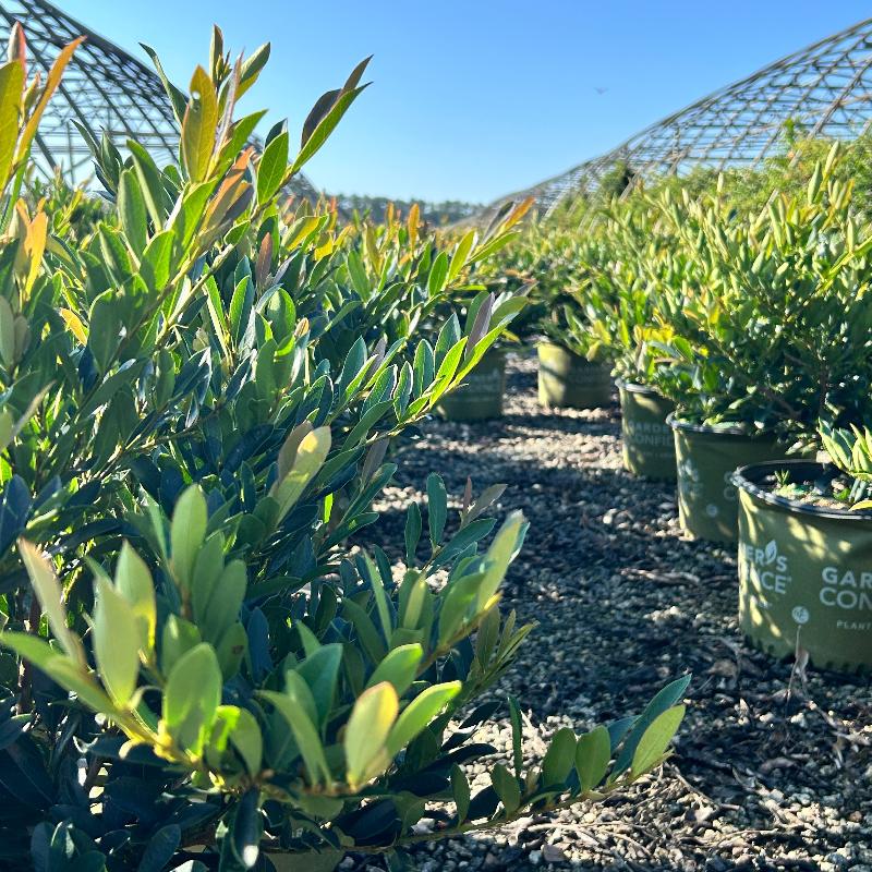 Distylium Blue Cascade® bush with lush green foliage, showcasing its cascading branches and dense, vibrant leaves.
