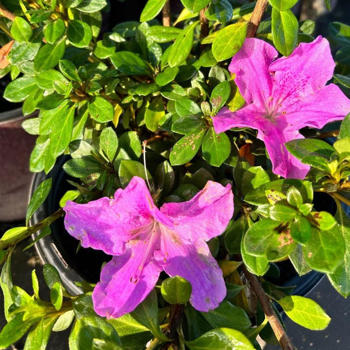 Azalea Encore® Autumn Lilac® bush in full bloom, showcasing vibrant purple flowers on a lush green shrub.