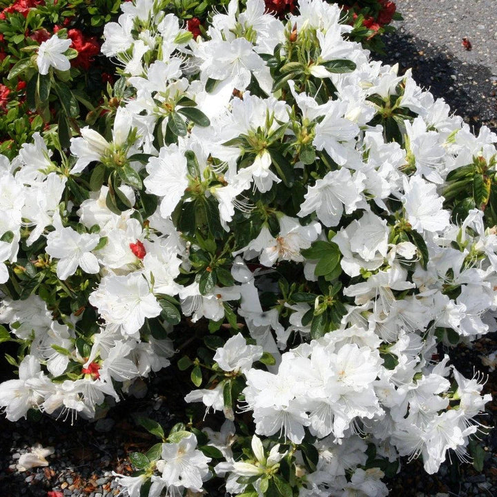 White Azalea Delaware Valley bush from GoBuyPlants®, showcasing lush white flowers and green foliage.