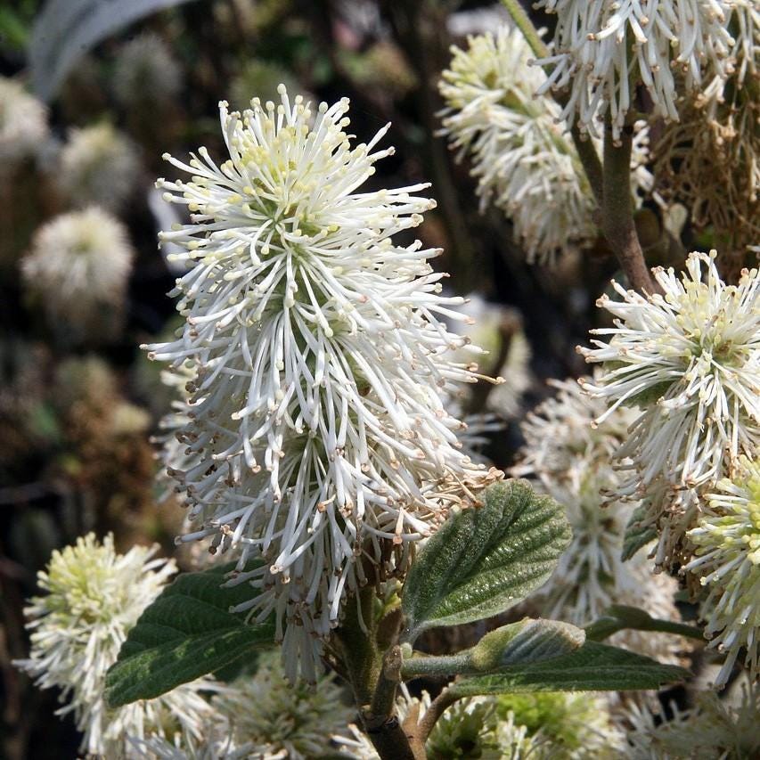Fothergilla Mt. Airy shrub from GoBuyPlants®, showcasing its lush green foliage and white flower clusters in a garden setting.