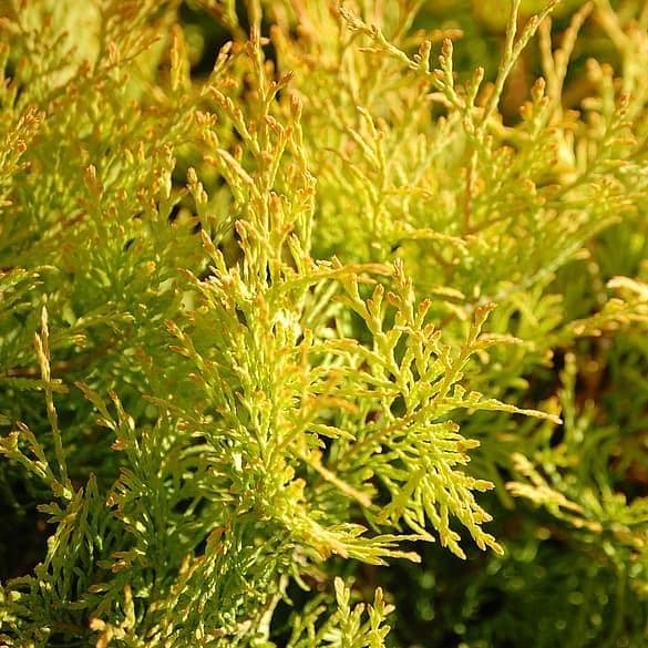 Golden Highlights Thuja bush from GoBuyPlants® showing lush green foliage with vibrant golden tips, ideal for landscape privacy hedges.