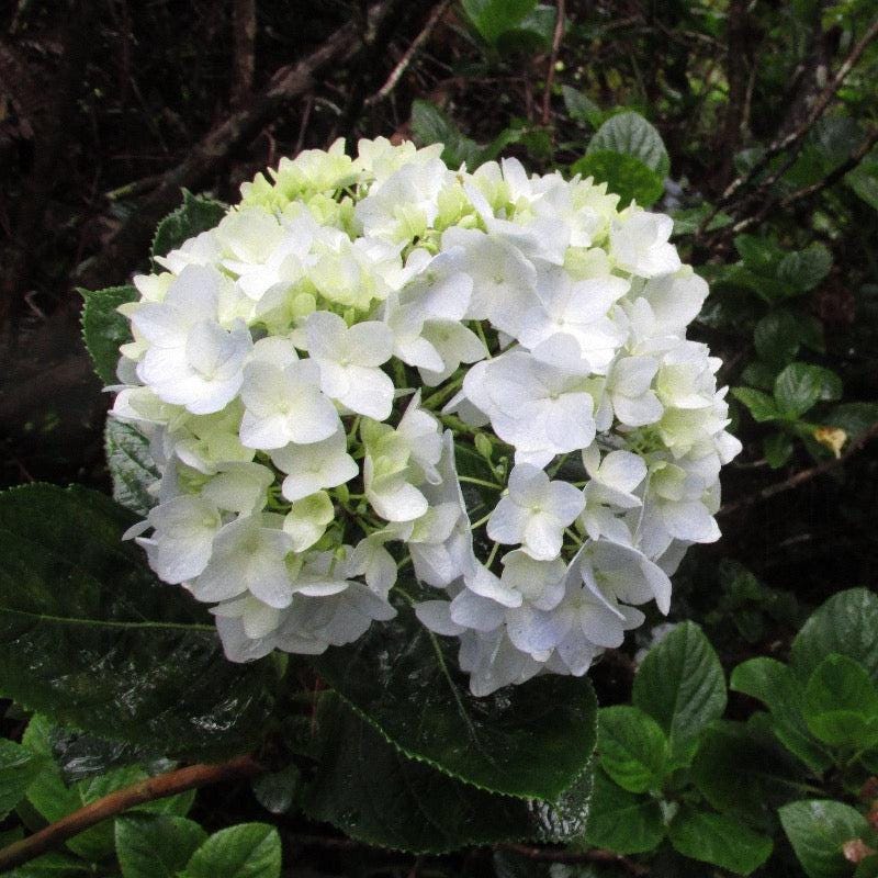 Hydrangea m. Sister Theresa bush by GoBuyPlants® with lush green foliage and clusters of white flowers, ideal for garden landscaping.